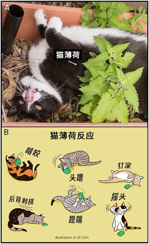 猫薄荷的养殖方法和注意事项，猫薄荷的养护方法-第4张图片-优品飞百科