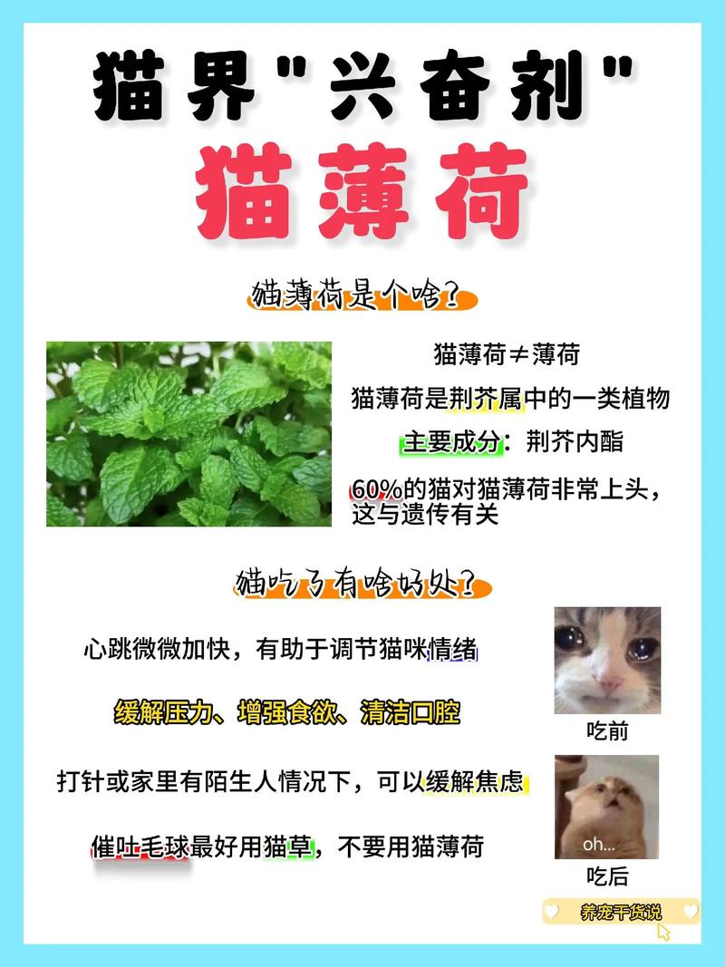 猫薄荷的养殖方法和注意事项，猫薄荷的养护方法-第6张图片-优品飞百科