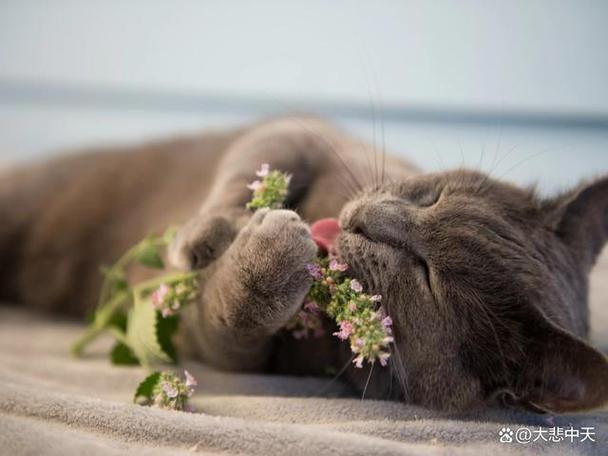 猫薄荷的养殖方法和注意事项，猫薄荷的养护方法-第7张图片-优品飞百科