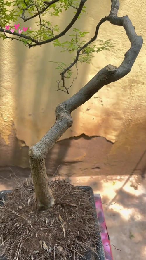 黄荆盆景怎么过冬，黄荆盆景冬季多久浇水一次？-第2张图片-优品飞百科