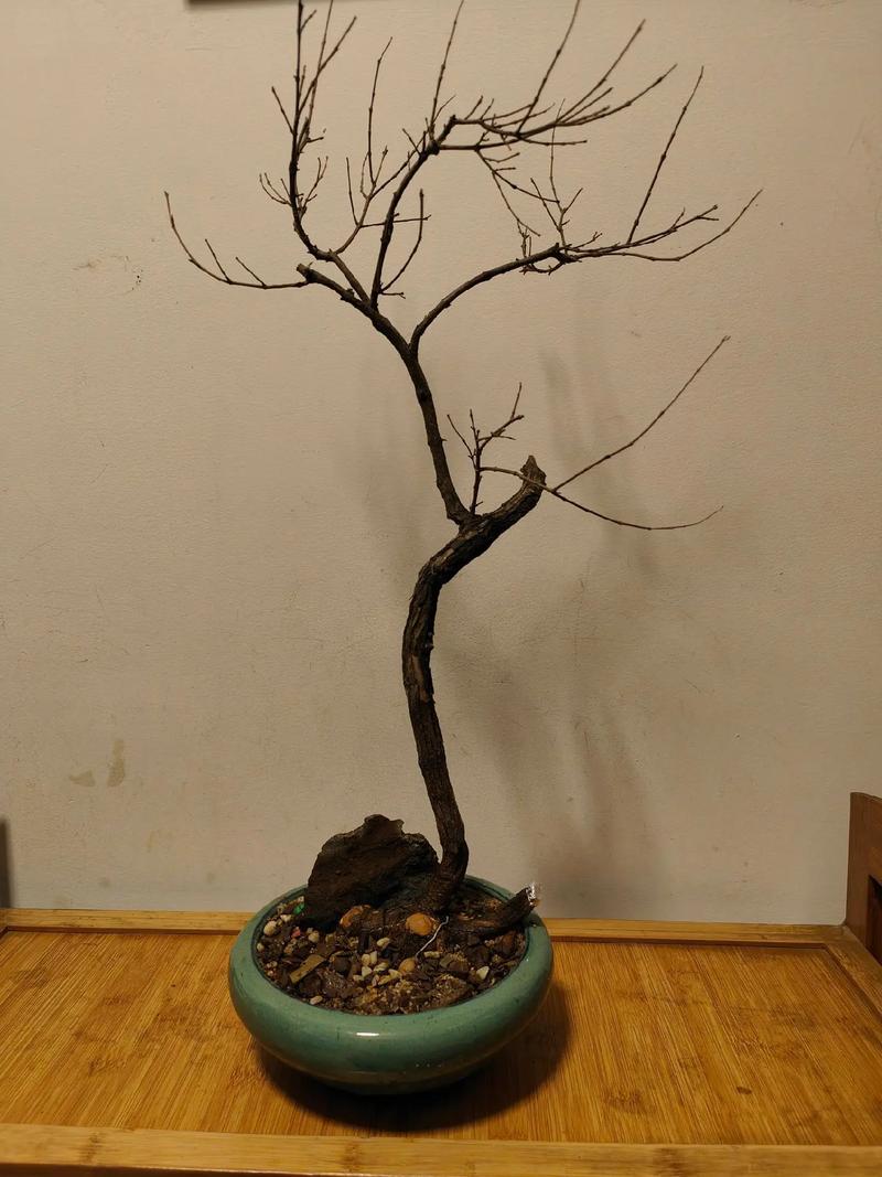 黄荆盆景怎么过冬，黄荆盆景冬季多久浇水一次？-第3张图片-优品飞百科