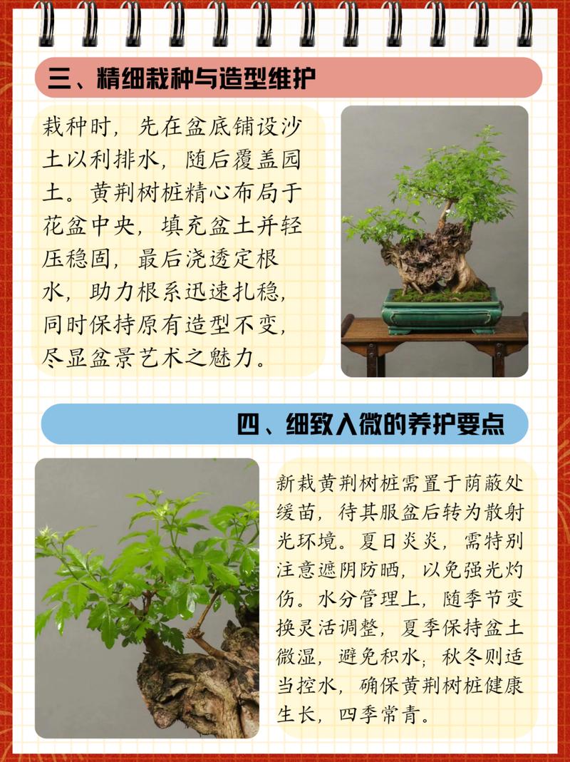 黄荆盆景怎么过冬，黄荆盆景冬季多久浇水一次？-第4张图片-优品飞百科