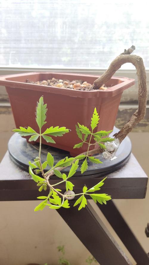 黄荆盆景怎么过冬，黄荆盆景冬季多久浇水一次？-第5张图片-优品飞百科