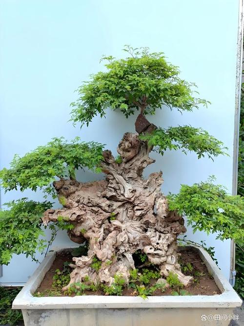 黄荆盆景怎么过冬，黄荆盆景冬季多久浇水一次？-第6张图片-优品飞百科