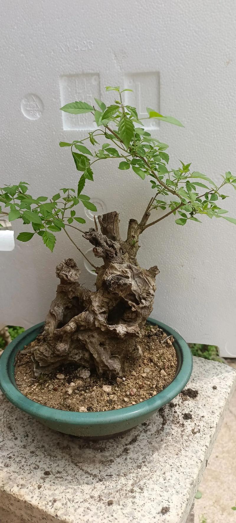 黄荆盆景怎么过冬，黄荆盆景冬季多久浇水一次？-第7张图片-优品飞百科
