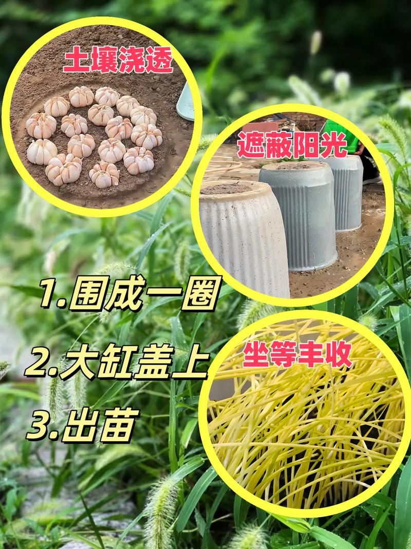 在家怎么种蒜黄,种蒜怎么种-第2张图片-优品飞百科 在家怎么种蒜黄,种蒜怎么种-第2张图片-优品飞百科