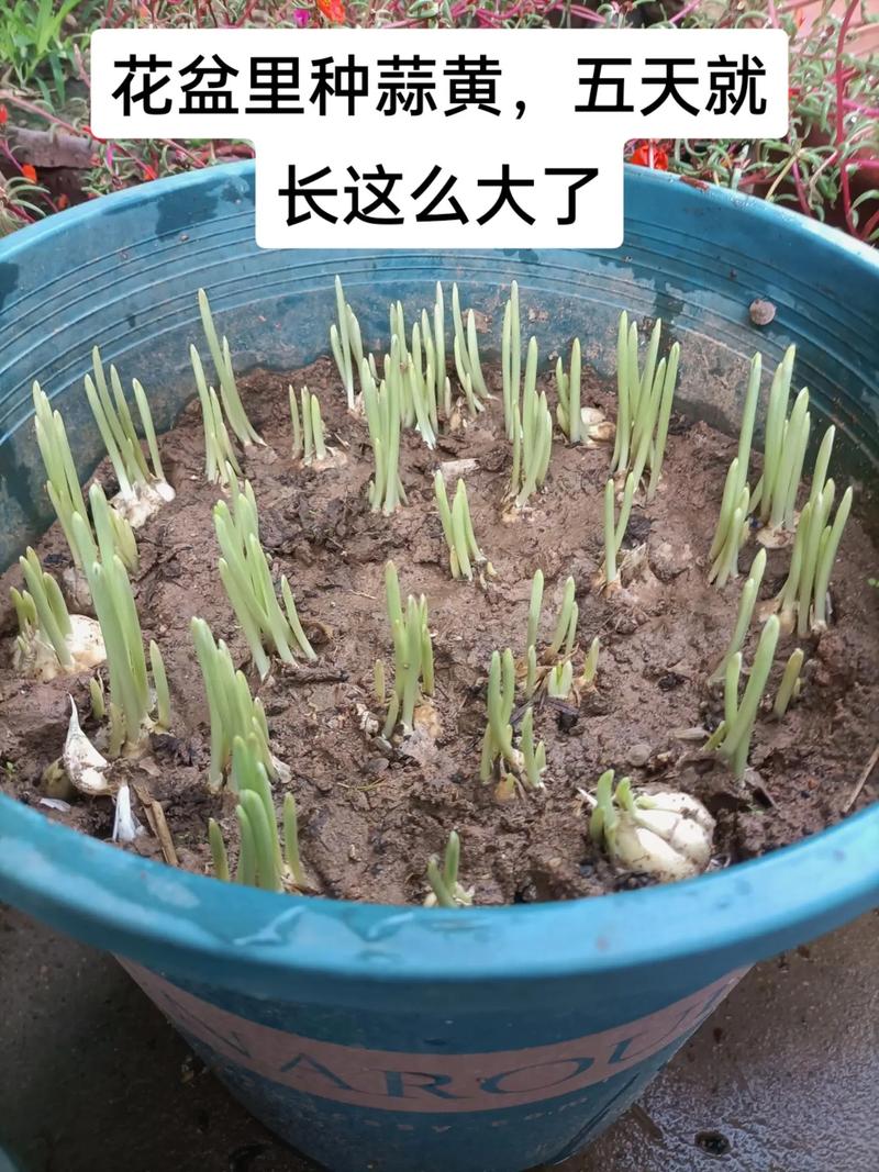 在家怎么种蒜黄,种蒜怎么种-第3张图片-优品飞百科 在家怎么种蒜黄,种蒜怎么种-第3张图片-优品飞百科