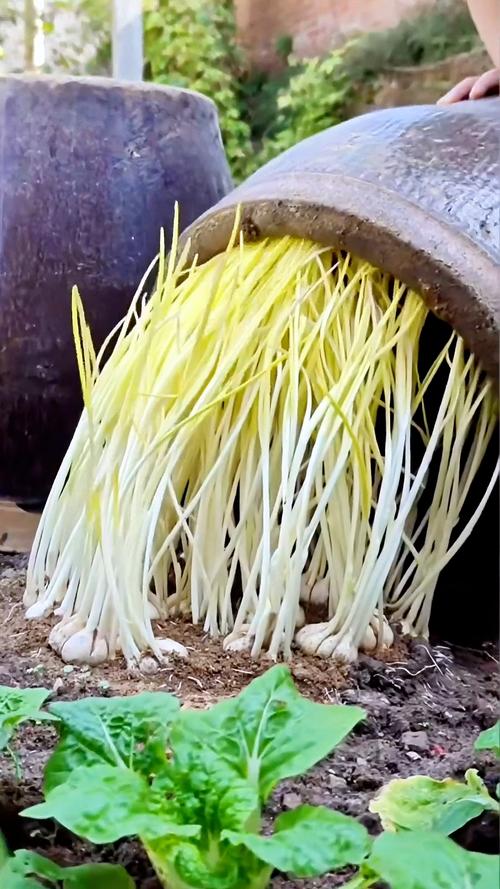 在家怎么种蒜黄,种蒜怎么种-第4张图片-优品飞百科 在家怎么种蒜黄,种蒜怎么种-第4张图片-优品飞百科