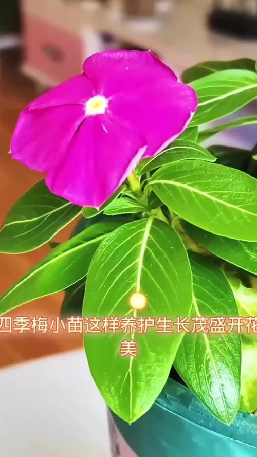 四季梅怎么摘心，四季梅怎么播种？-第5张图片-优品飞百科