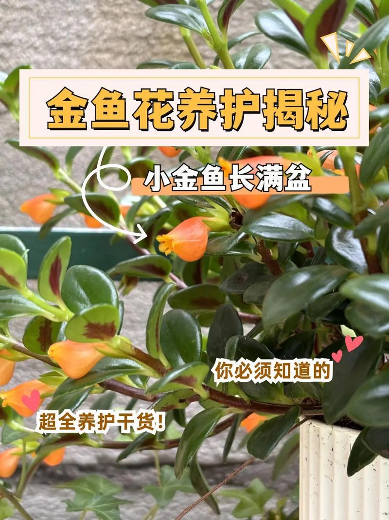 金鱼吊兰怎么爆盆？金鱼吊兰怎么爆盆视频？-第2张图片-优品飞百科