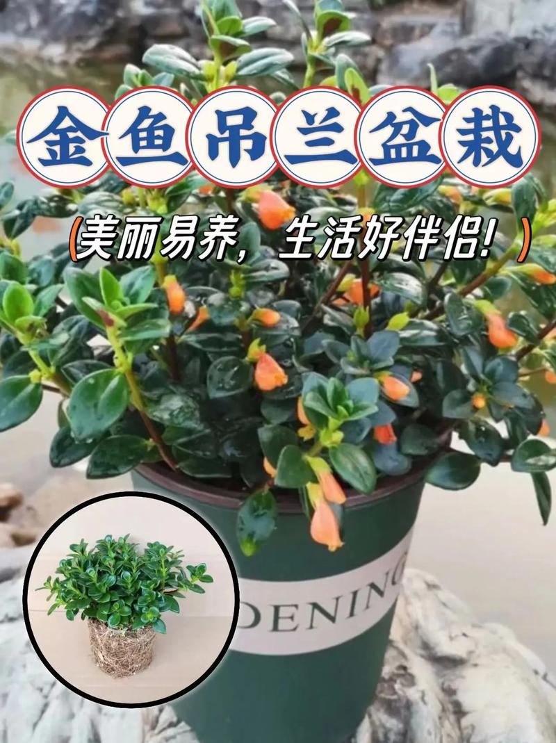 金鱼吊兰怎么爆盆？金鱼吊兰怎么爆盆视频？-第3张图片-优品飞百科