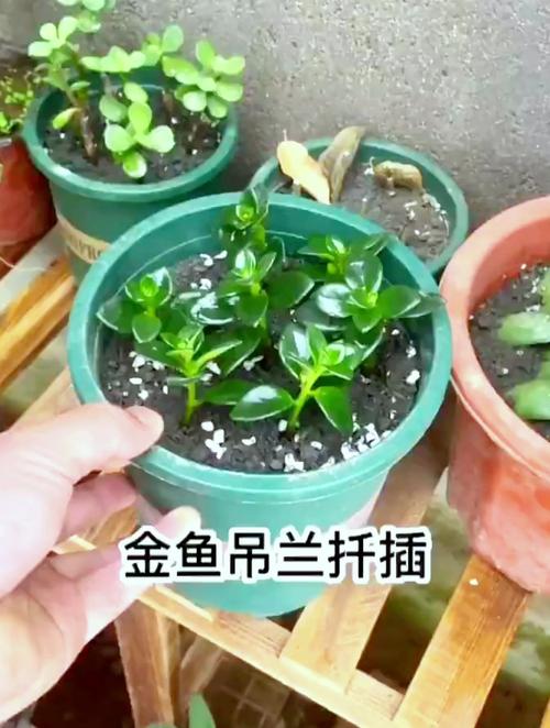 金鱼吊兰怎么爆盆？金鱼吊兰怎么爆盆视频？-第5张图片-优品飞百科