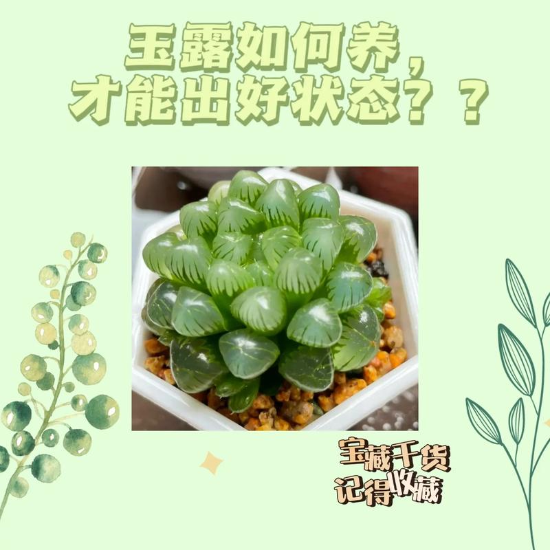 玉露怎么养能爆盆？玉露怎么养活？-第2张图片-优品飞百科