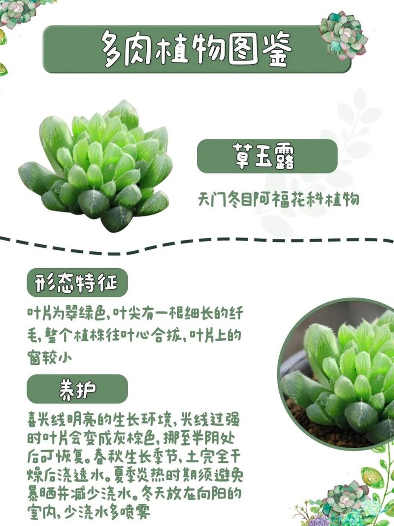 玉露怎么养能爆盆？玉露怎么养活？-第4张图片-优品飞百科