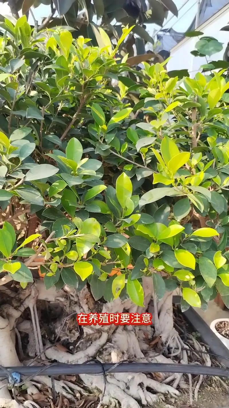 盆栽小榕树怎么养殖？盆栽小榕树怎么造型？-第5张图片-优品飞百科
