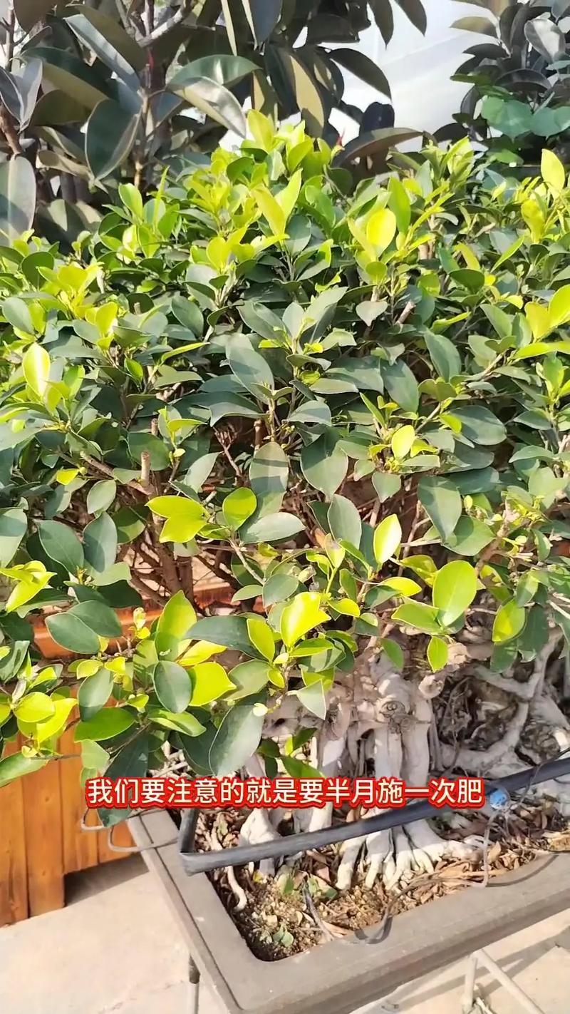 盆栽小榕树怎么养殖？盆栽小榕树怎么造型？-第6张图片-优品飞百科