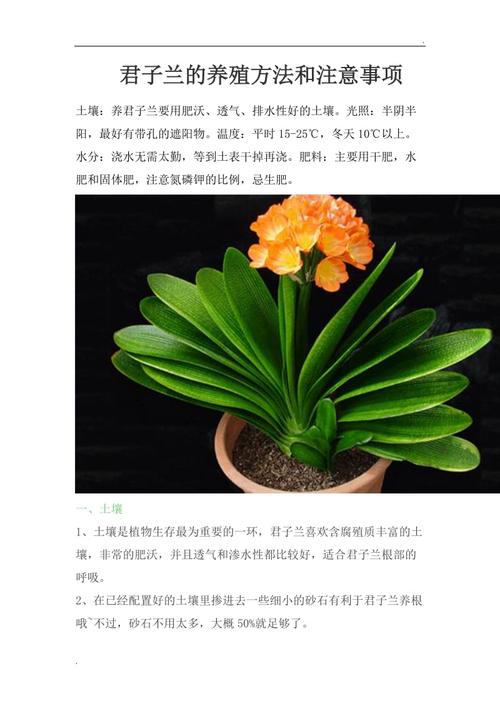 君子兰的养殖方法和注意事项？君子兰的养殖方法和注意事项视频？-第2张图片-优品飞百科