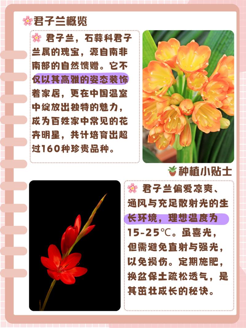 君子兰的养殖方法和注意事项？君子兰的养殖方法和注意事项视频？-第4张图片-优品飞百科