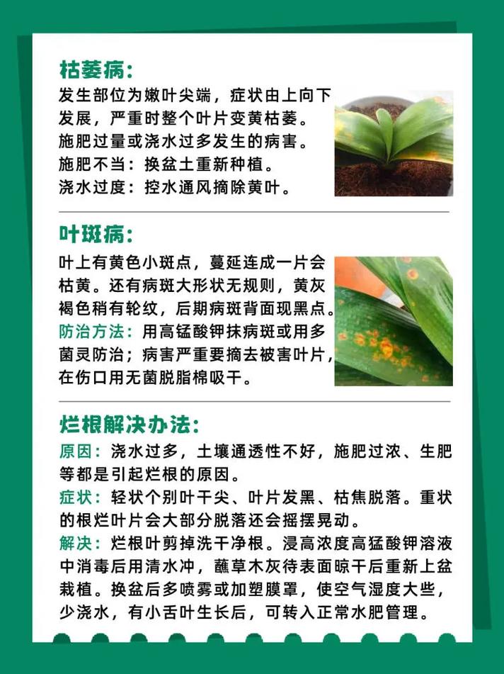 君子兰的养殖方法和注意事项？君子兰的养殖方法和注意事项视频？-第5张图片-优品飞百科