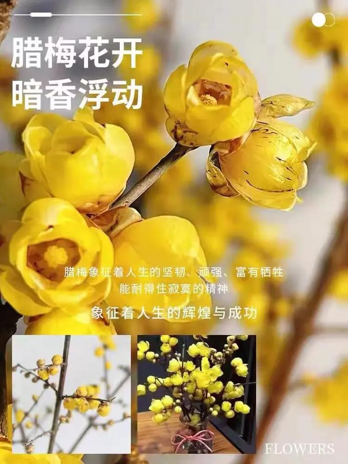 腊梅泡水生根法，腊梅泡水生根法是什么？-第2张图片-优品飞百科