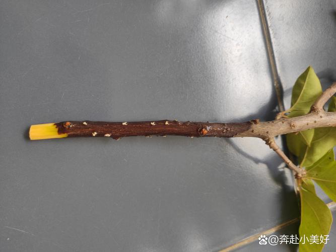 腊梅泡水生根法，腊梅泡水生根法是什么？-第3张图片-优品飞百科