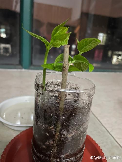 腊梅泡水生根法，腊梅泡水生根法是什么？-第5张图片-优品飞百科