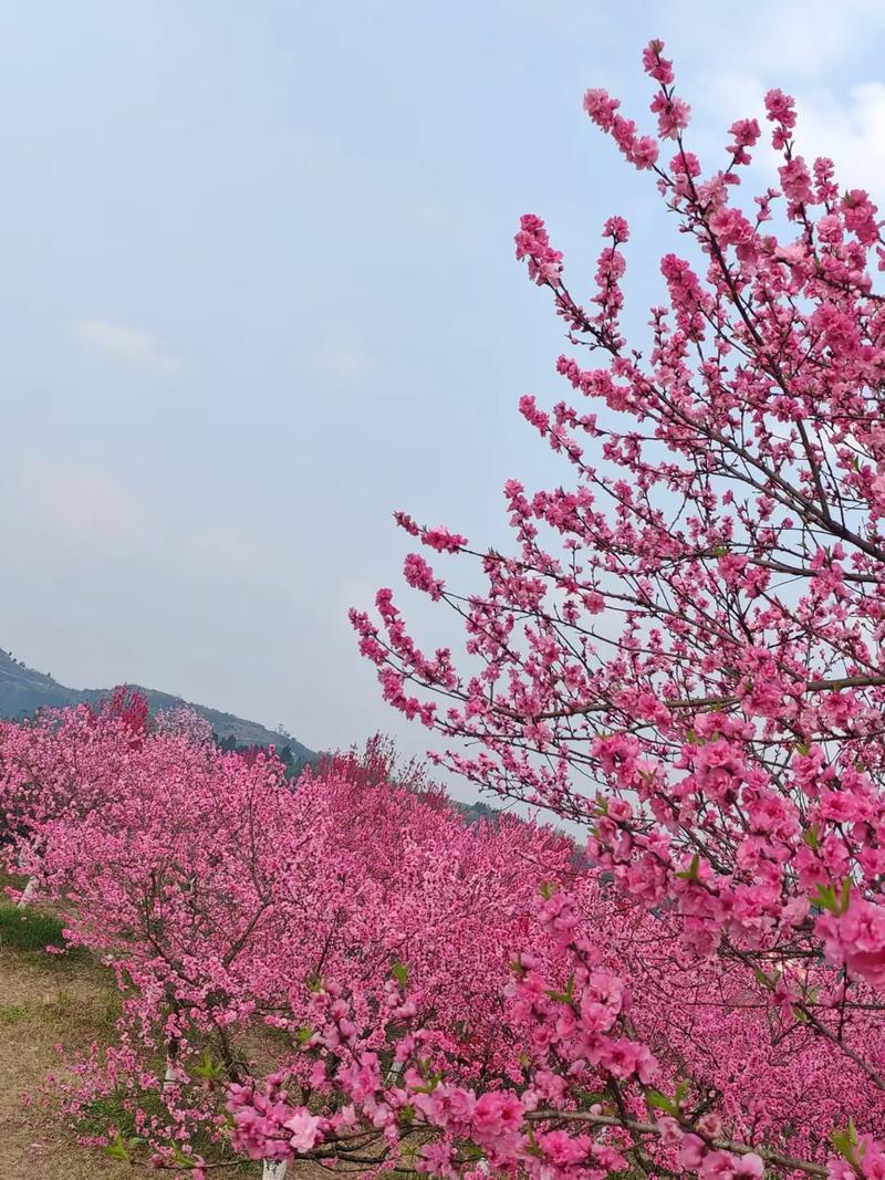 桃花有哪些品种，桃花有哪些品种和颜色？