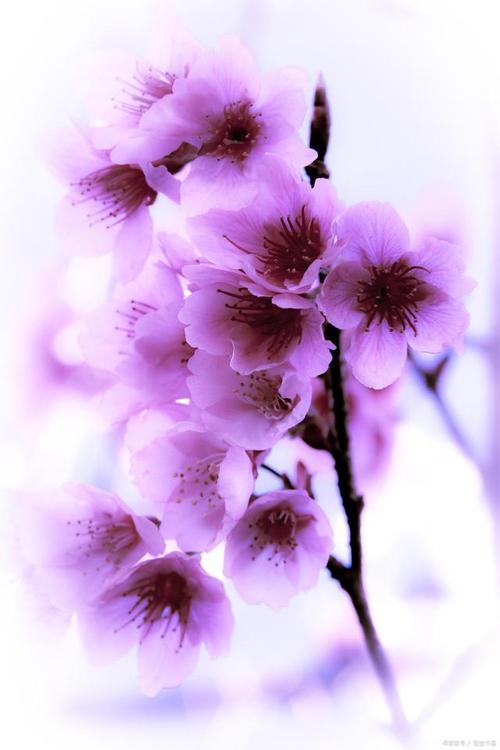 桃花有哪些品种，桃花有哪些品种和颜色？-第3张图片-优品飞百科
