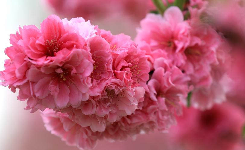 桃花有哪些品种，桃花有哪些品种和颜色？-第4张图片-优品飞百科
