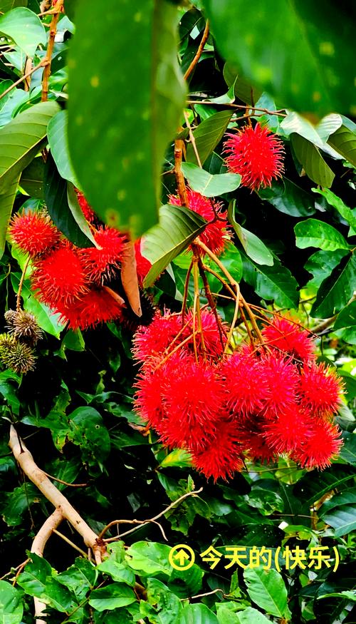红毛丹怎么种，红毛丹怎么种植-第3张图片-优品飞百科