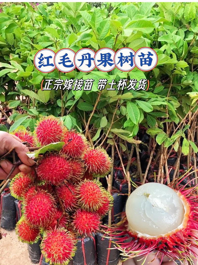 红毛丹怎么种，红毛丹怎么种植-第4张图片-优品飞百科