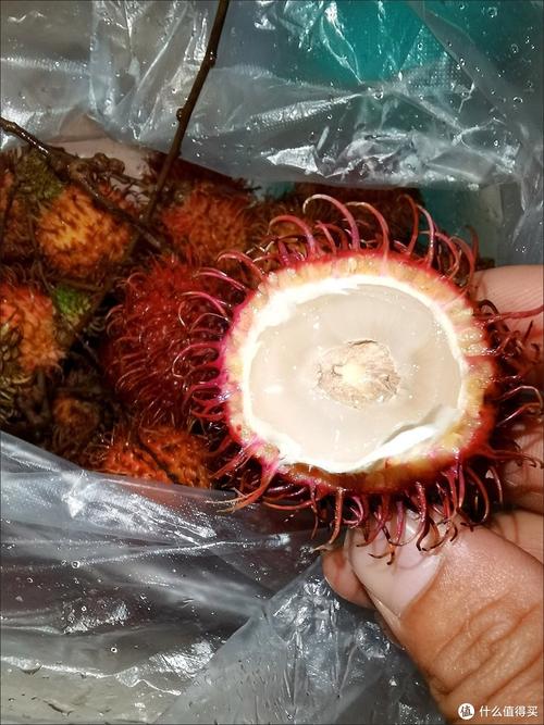 红毛丹怎么种，红毛丹怎么种植-第5张图片-优品飞百科