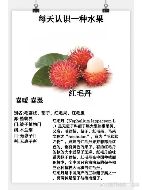 红毛丹怎么种，红毛丹怎么种植-第8张图片-优品飞百科