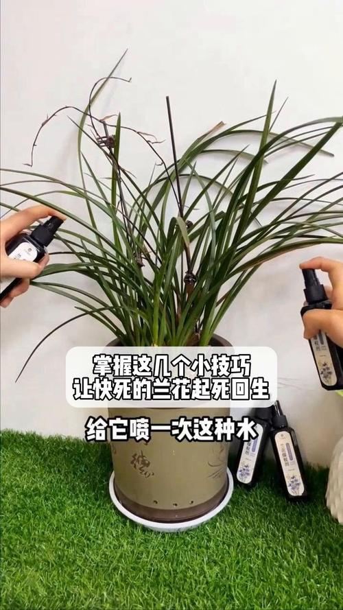 野外兰花是怎么繁殖的，野外的兰花怎么过冬？
