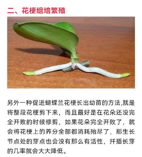 野外兰花是怎么繁殖的，野外的兰花怎么过冬？-第2张图片-优品飞百科