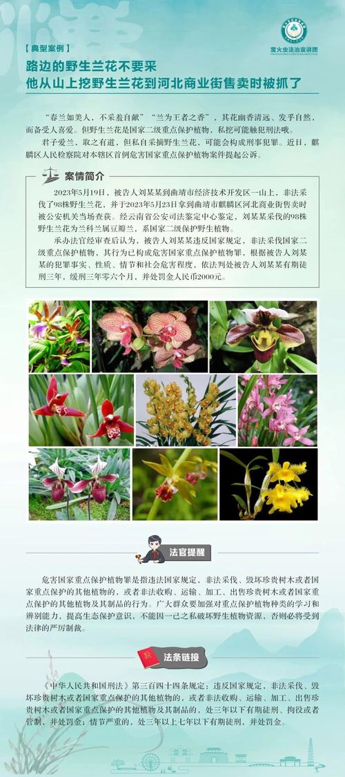 野外兰花是怎么繁殖的，野外的兰花怎么过冬？-第3张图片-优品飞百科