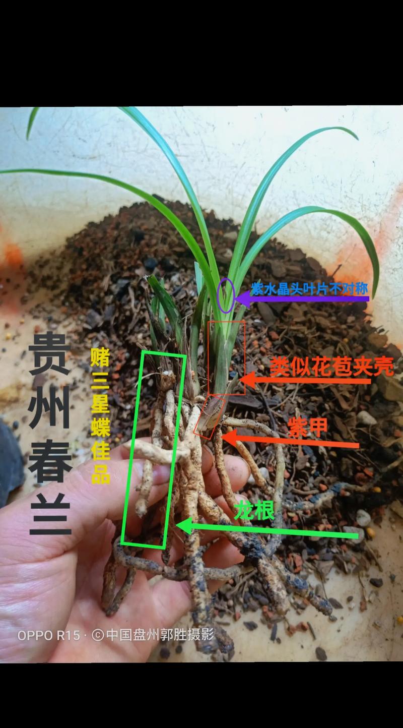 野外兰花是怎么繁殖的，野外的兰花怎么过冬？-第5张图片-优品飞百科