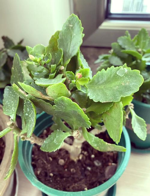 长寿花花期怎么护理？长寿花期过后如何护理？-第2张图片-优品飞百科