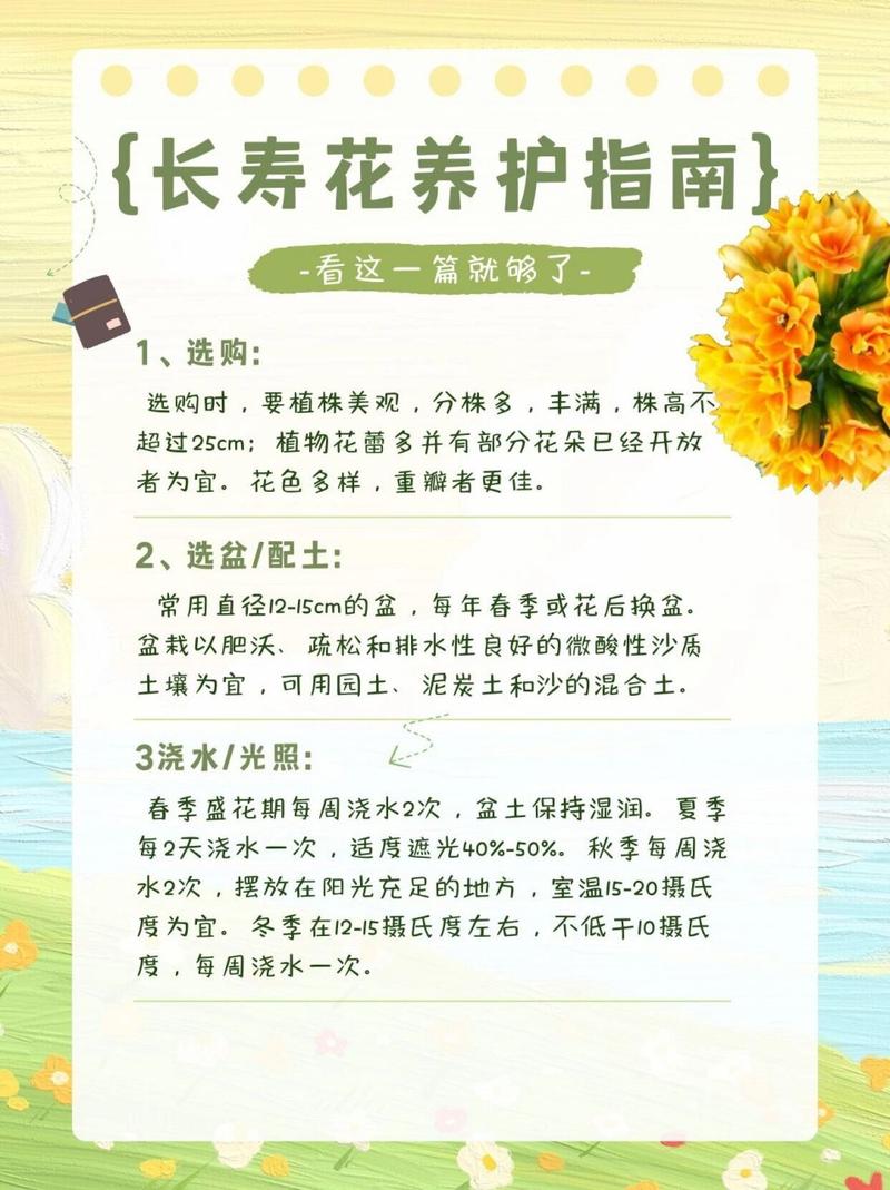 长寿花花期怎么护理？长寿花期过后如何护理？-第3张图片-优品飞百科
