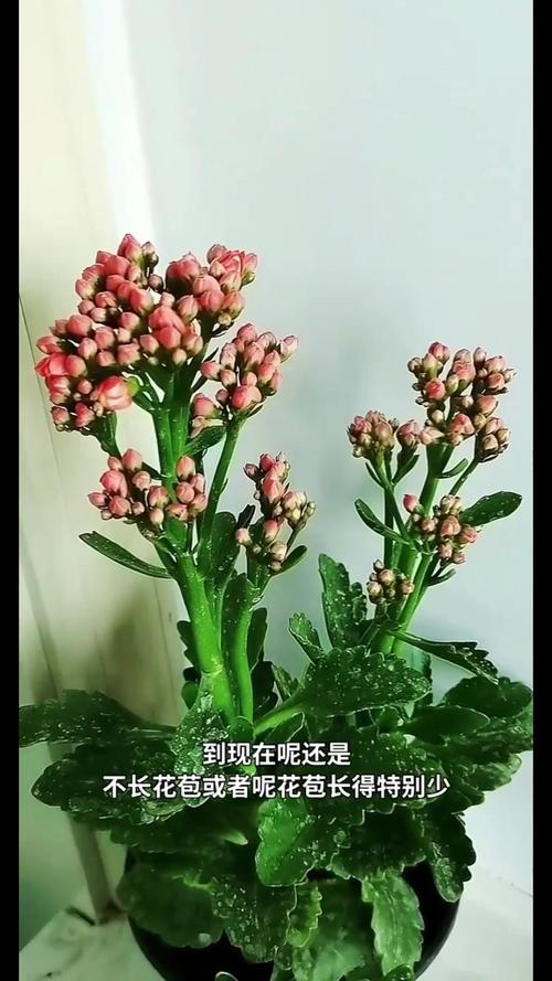 长寿花花期怎么护理？长寿花期过后如何护理？-第4张图片-优品飞百科