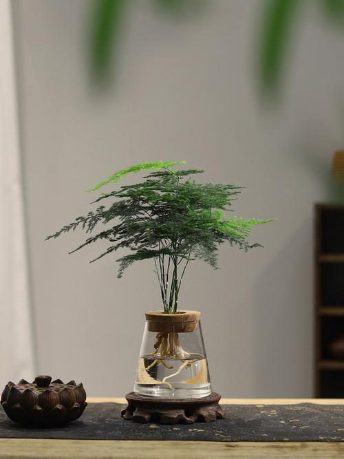 绿萝文竹盆里掺点它，绿萝文竹盆里掺点它能活吗-第4张图片-优品飞百科