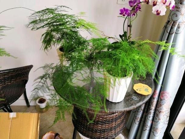 绿萝文竹盆里掺点它，绿萝文竹盆里掺点它能活吗-第5张图片-优品飞百科