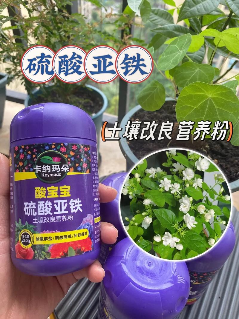 绿萝文竹盆里掺点它，绿萝文竹盆里掺点它能活吗-第6张图片-优品飞百科