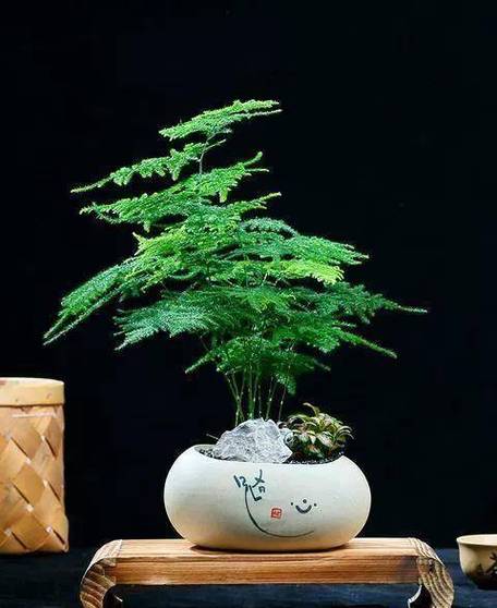 绿萝文竹盆里掺点它，绿萝文竹盆里掺点它能活吗-第8张图片-优品飞百科