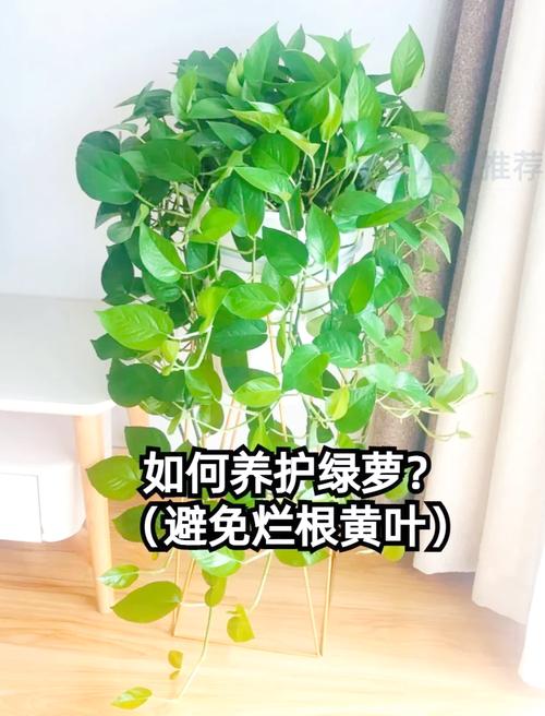 绿萝叶子用什么擦，绿萝叶子怎么擦能擦干净？-第4张图片-优品飞百科