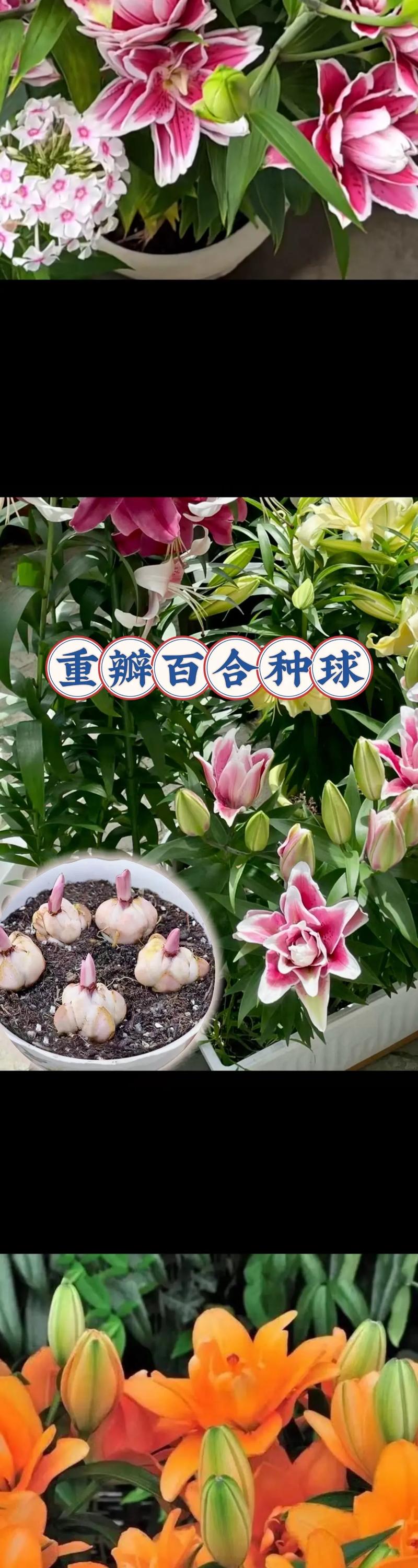 百合珠芽繁殖方法？百合珠芽多久可以开花？-第3张图片-优品飞百科