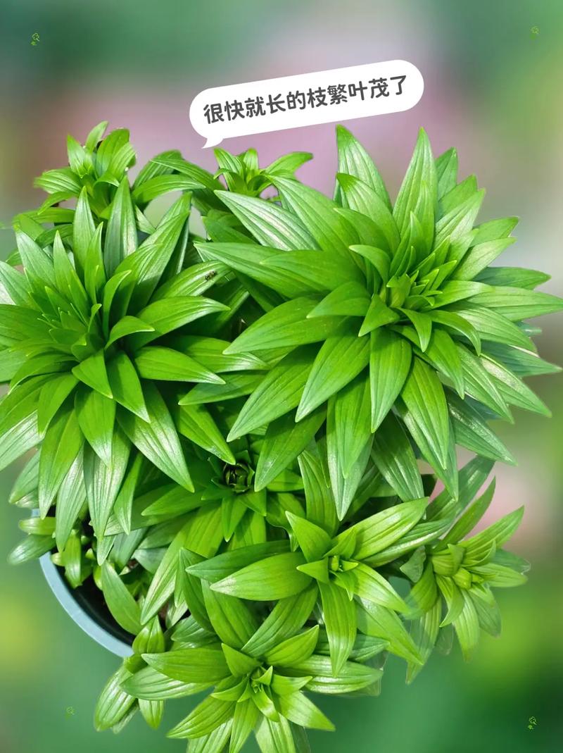 百合珠芽繁殖方法？百合珠芽多久可以开花？-第6张图片-优品飞百科