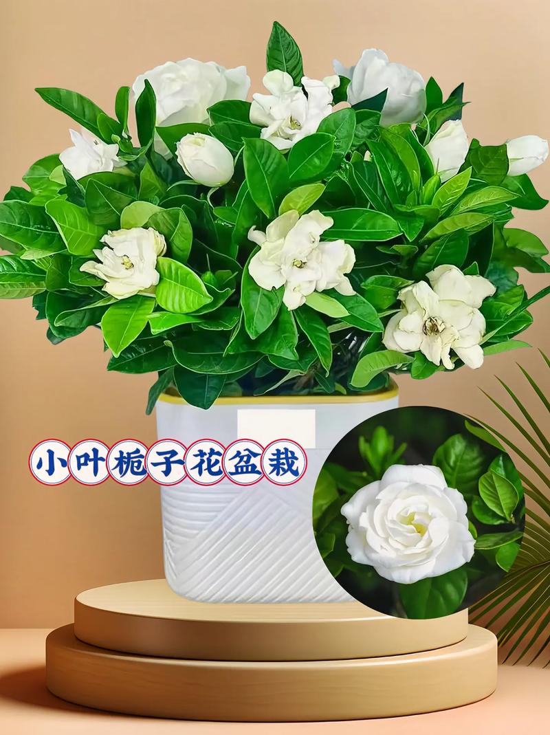 网购栀子花怎么上盆，网购栀子花小苗怎么缓苗