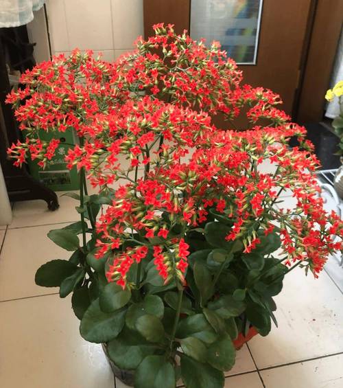 新买的长寿花要换盆吗，刚买回来的长寿花换盆要浇水吗？