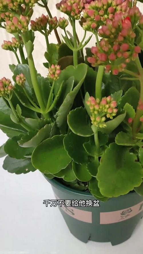 新买的长寿花要换盆吗，刚买回来的长寿花换盆要浇水吗？-第3张图片-优品飞百科
